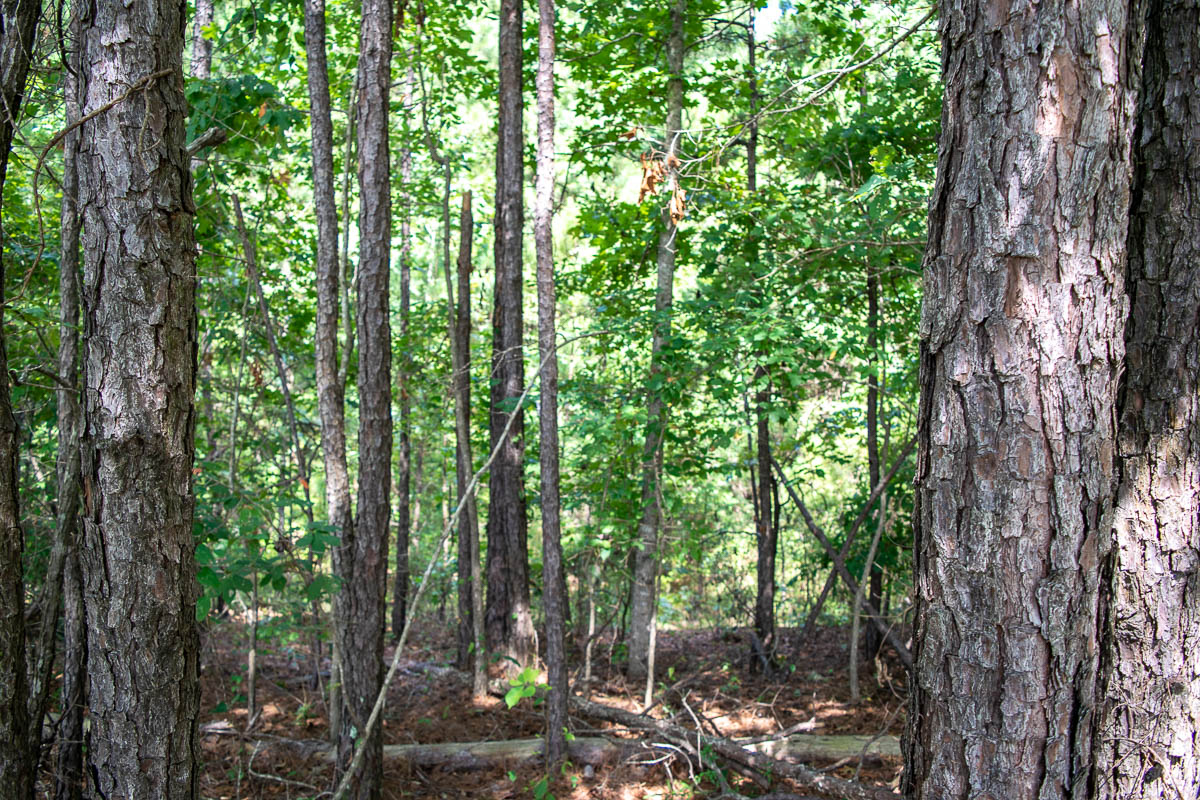 2.8 Acres With Beautiful Pines and Country Solitude Near Macon, GA ...